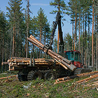 Logging industry showing timber / trees being loaded in pine forest, Sweden